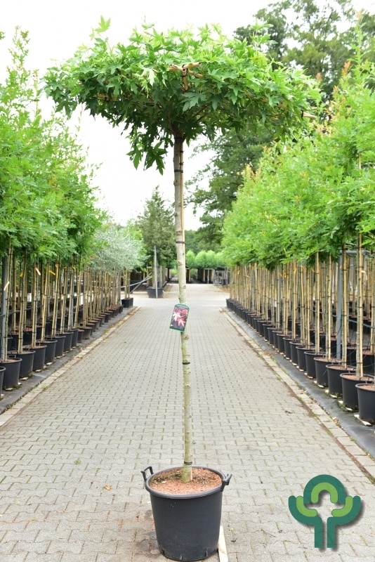 Dakamberboom - Liquidambar styraciflua 'Worplesdon' dakboom