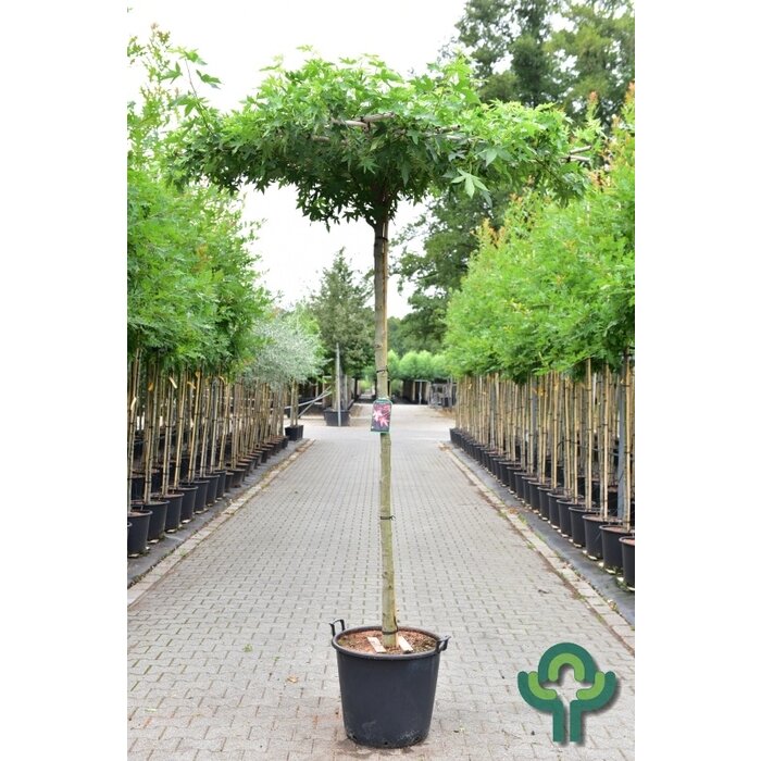 Dakamberboom - Liquidambar styraciflua dakboom