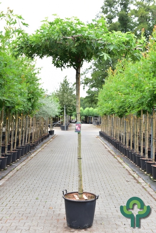 Dakamberboom - Liquidambar styraciflua 'Worplesdon' dakboom