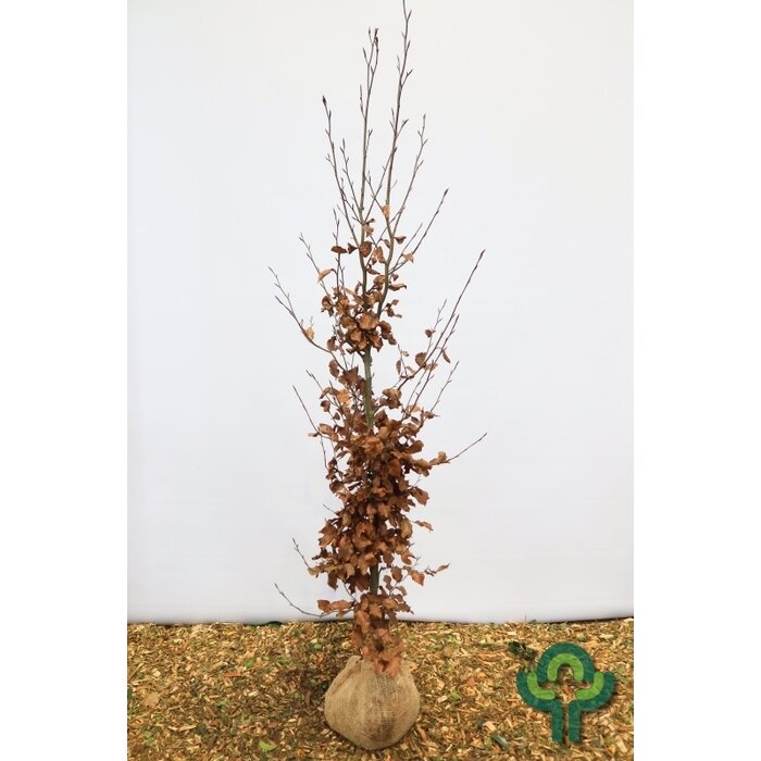 Beukenboom - Fagus sylvatica (Kluit/Kale wortel)