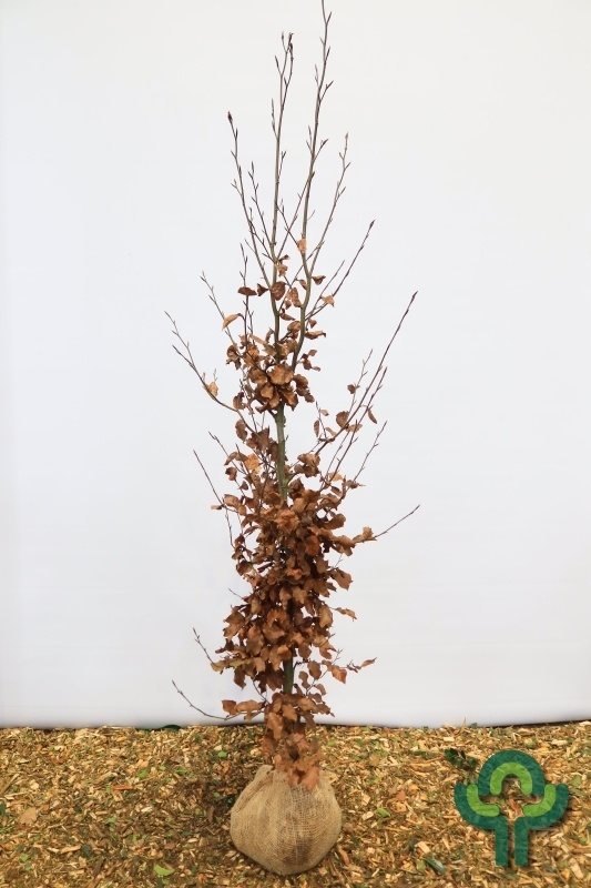 Beukenboom - Fagus sylvatica (Kluit/Kale wortel)