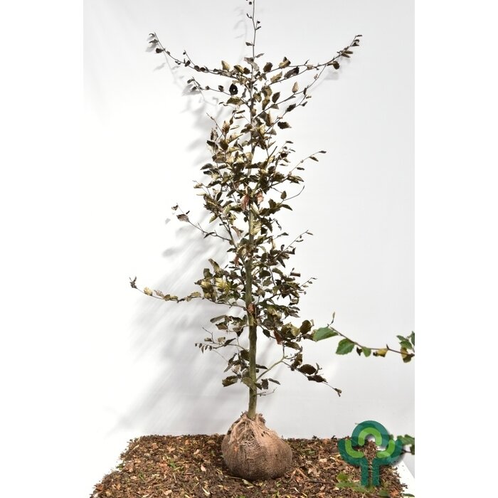 Rode beukenboom - Fagus sylvatica 'Atropunicea' (kluit)