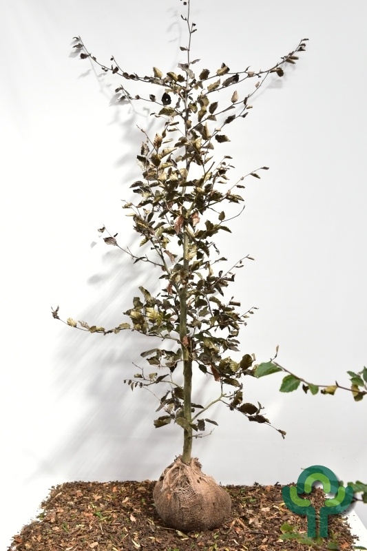 Rode beukenboom - Fagus sylvatica 'Atropunicea' (kluit)