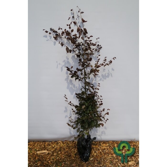 Rode beukenboom - Fagus sylvatica 'Atropunicea' (kluit)