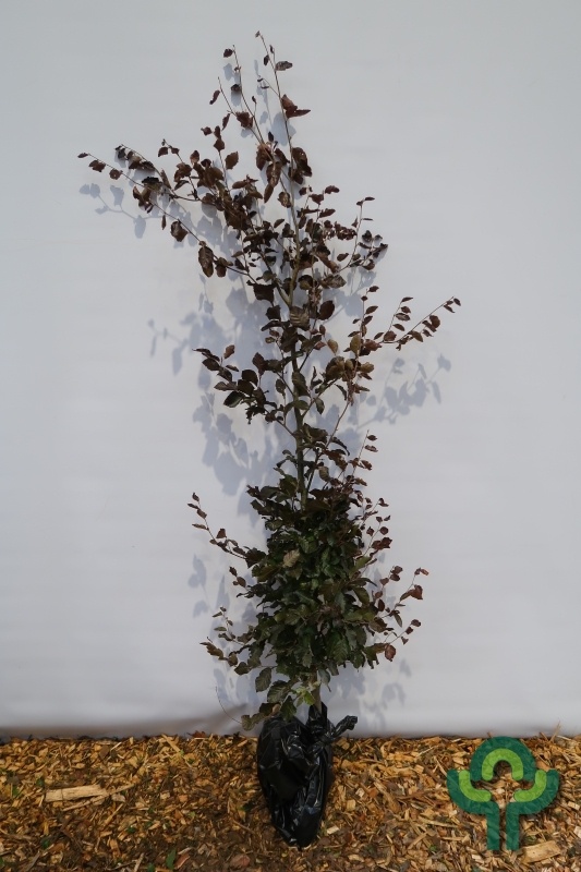 Rode beukenboom - Fagus sylvatica 'Atropunicea' (kluit)