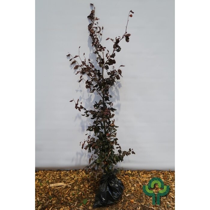 Rode beukenboom - Fagus sylvatica 'Atropunicea' (kluit)
