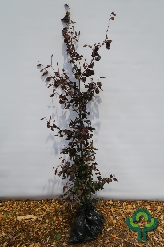 Rode beukenboom - Fagus sylvatica 'Atropunicea' (kluit)