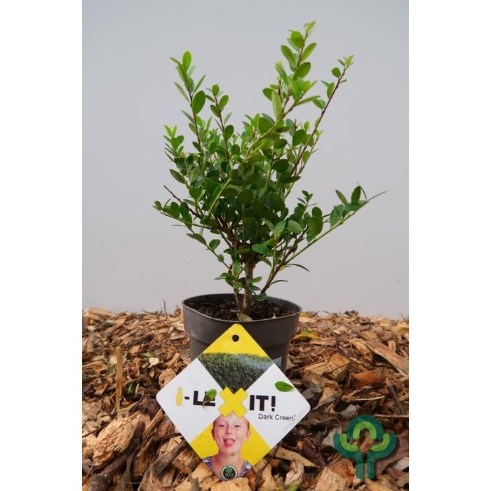 Hulsthaag - Ilex crenata Dark Green