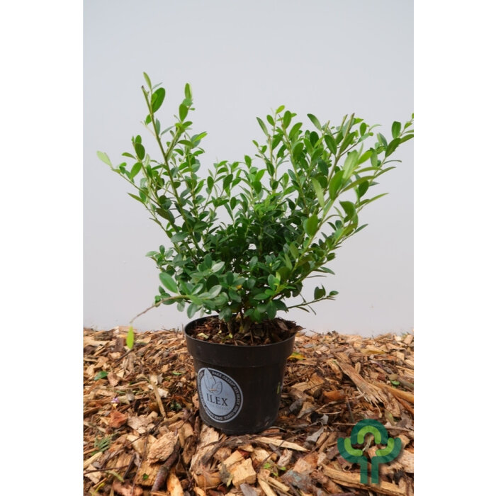 Hulsthaag - Ilex crenata Dark Green