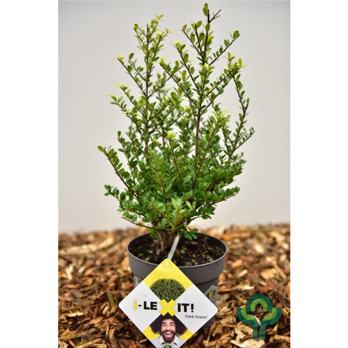 Hulsthaag - Ilex crenata Dark Green