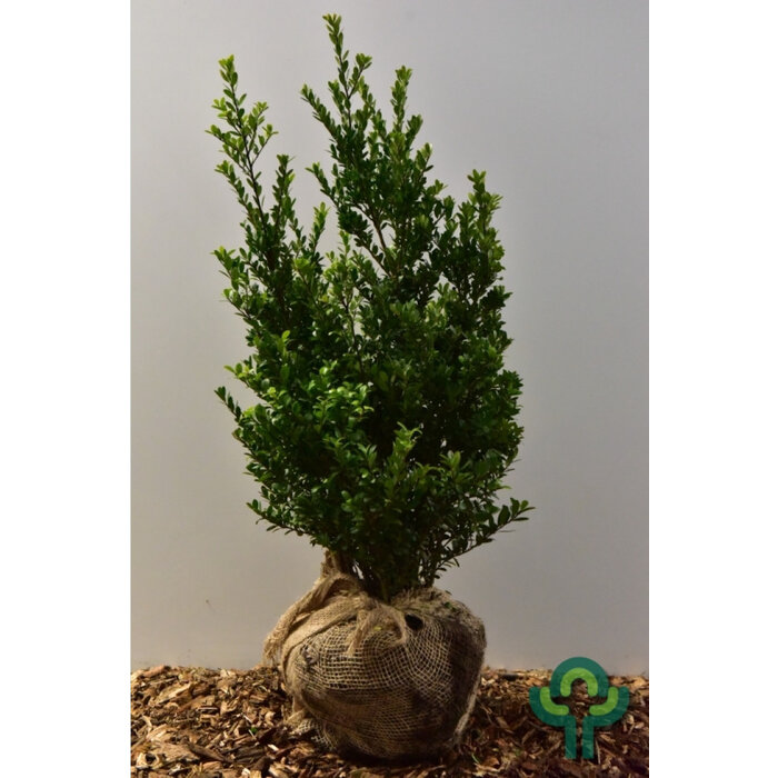 Hulsthaag - Ilex crenata Dark Green