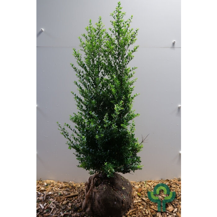 Hulsthaag - Ilex crenata Dark Green