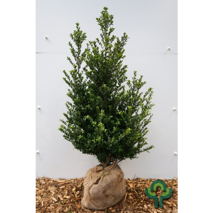 Hulsthaag - Ilex crenata Dark Green