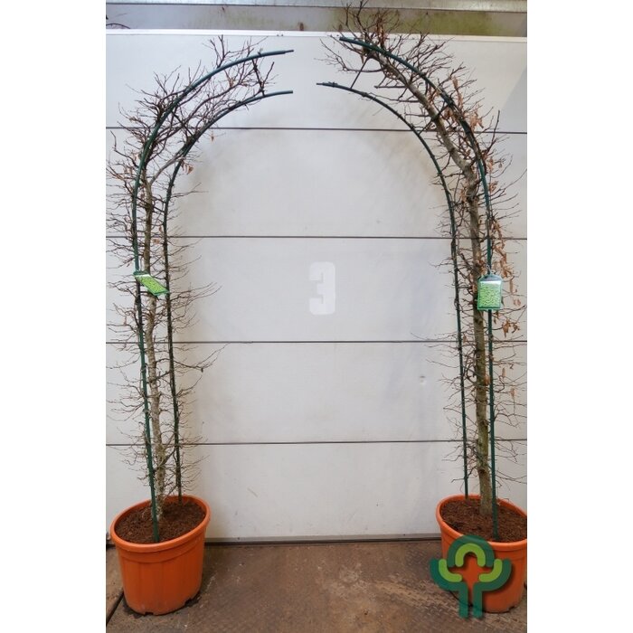 Rode beuk in boogvorm - Fagus sylvatica 'Atropunicea' boog