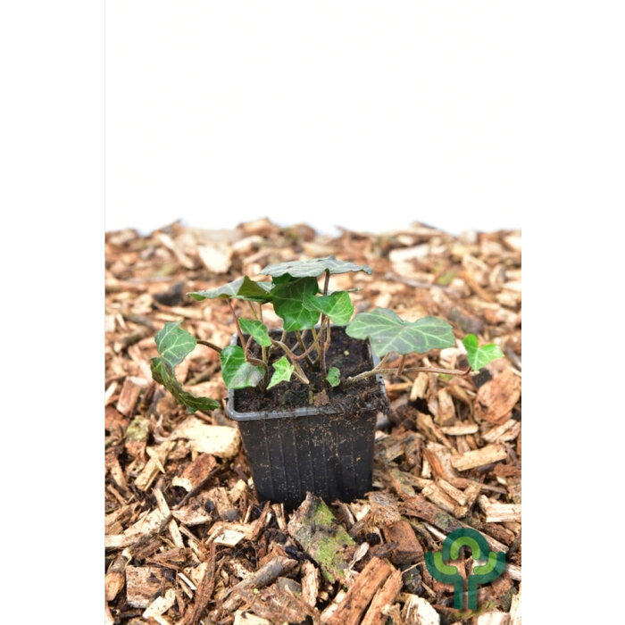 Klimop - Hedera helix 'Woerner'