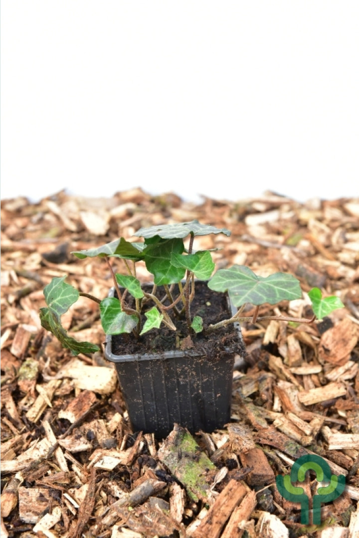 Klimop - Hedera helix 'Woerner'