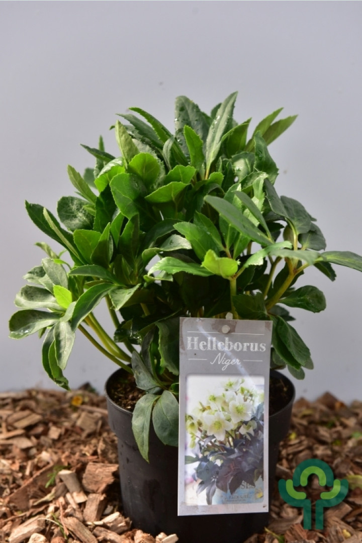 Kerstroos - Helleborus niger