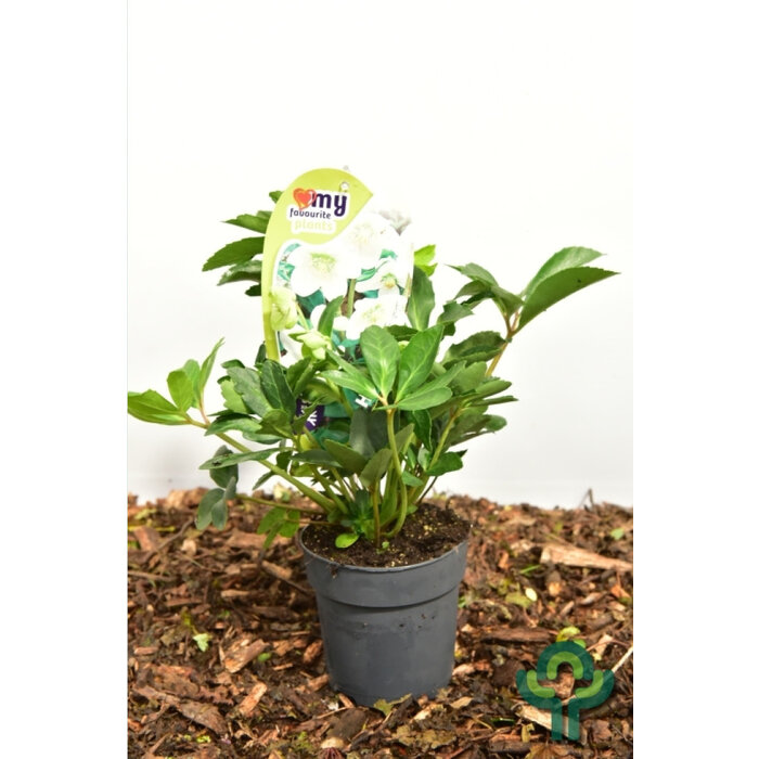 Kerstroos - Helleborus niger