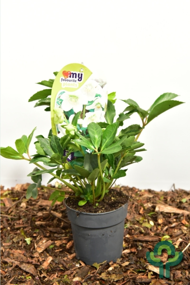 Kerstroos - Helleborus niger