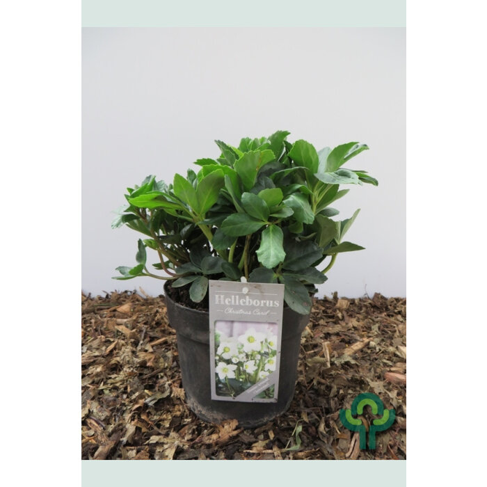 Kerstroos - Helleborus niger 'Christmas Carol'