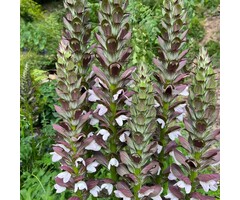 Hongaarse berenklauw - Acanthus hungaricus