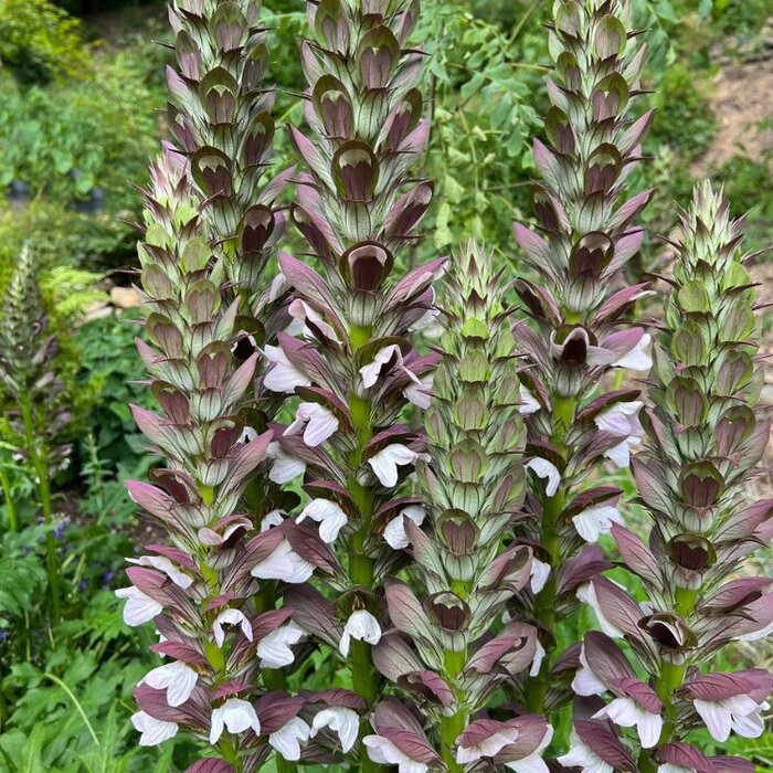 Hongaarse berenklauw - Acanthus hungaricus