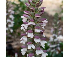 Stekelige berenklauw - Acanthus mollis