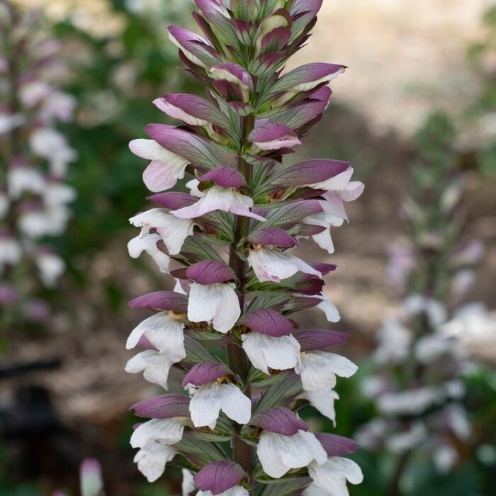 Stekelige berenklauw - Acanthus mollis