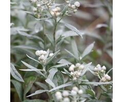 Siberische edelweis - Anaphalis tripl. 'Sommerschnee'