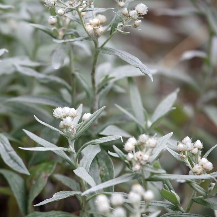Siberische edelweis - Anaphalis tripl. 'Sommerschnee'
