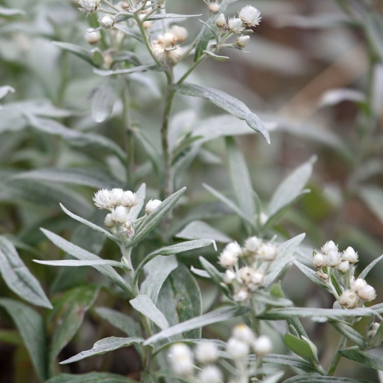 Siberische edelweis - Anaphalis tripl. 'Sommerschnee'