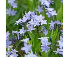 Blauwe Ster - Amsonia 'Blue Ice'