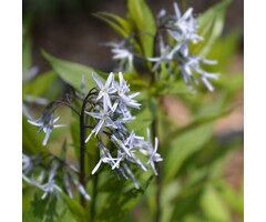 Blauwe Ster - Amsonia ciliata
