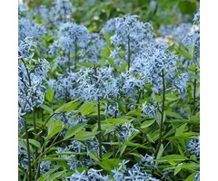 Blauwe Ster - Amsonia tabernaemontana