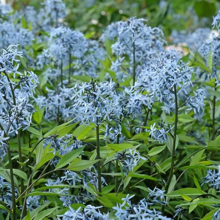 Blauwe Ster - Amsonia tabernaemontana