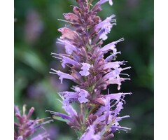 Dropplant - Agastache 'Linda'
