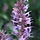 Dropplant - Agastache 'Linda'