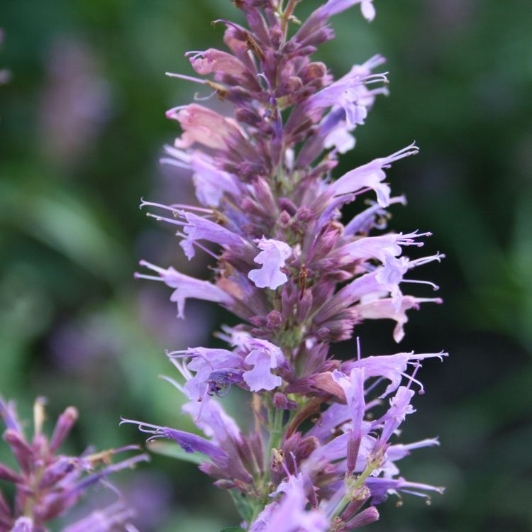 Dropplant - Agastache 'Linda'