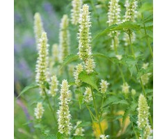 Dropplant - Agastache rugosa 'Alabaster'