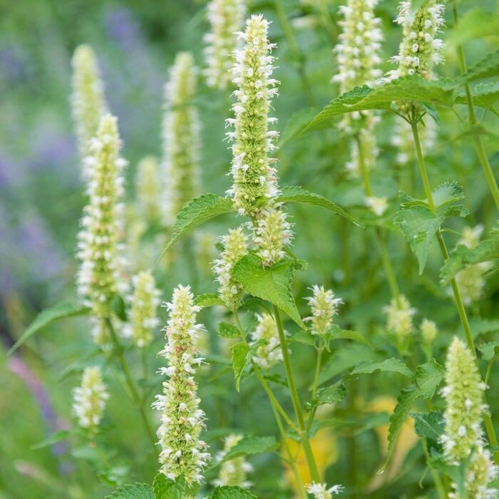 Dropplant - Agastache rugosa 'Alabaster'