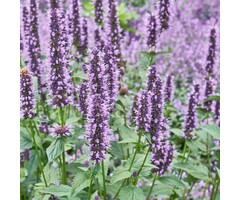 Dropplant - Agastache 'Spicey'