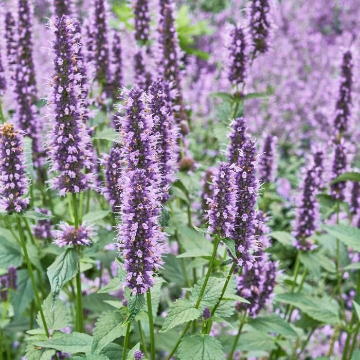 Dropplant - Agastache 'Spicey'