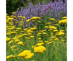 Duizendblad - Achillea filipendulina 'Parker's Variety'