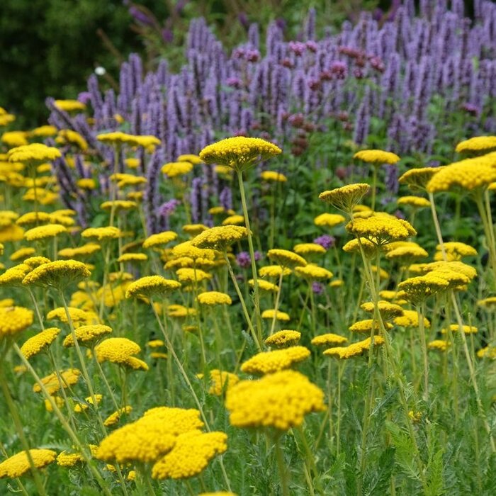 Duizendblad - Achillea filipendulina 'Parker's Variety'