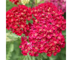 Duizendblad - Achillea mil. 'Pomegranate'