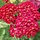 Duizendblad - Achillea mil. 'Pomegranate'