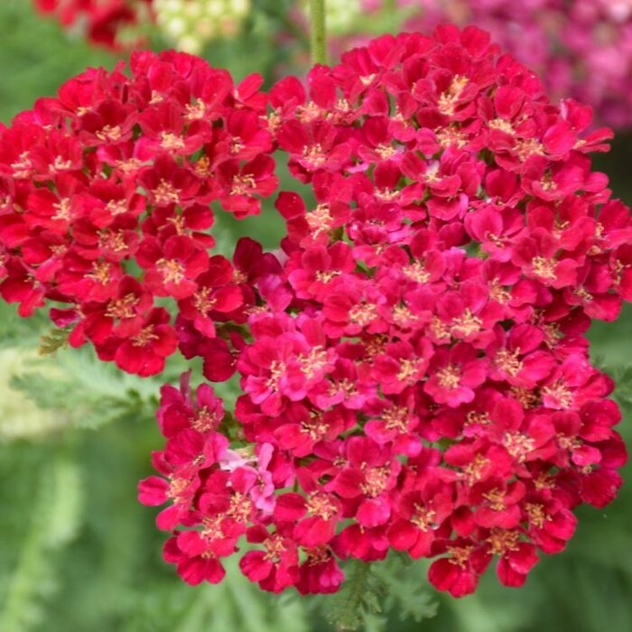 Duizendblad - Achillea mil. 'Pomegranate'