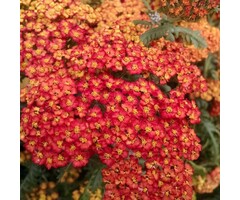 Duizendblad - Achillea 'Walter Funcke'
