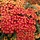 Duizendblad - Achillea 'Walter Funcke'