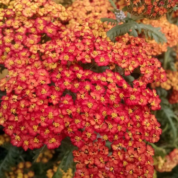 Duizendblad - Achillea 'Walter Funcke'